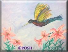 The image for Public Class "Flying Hummingbird"